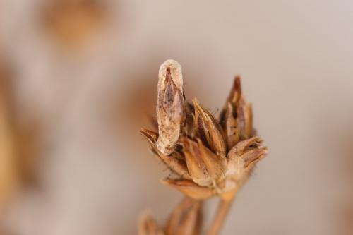 Coleophora taeniipennella